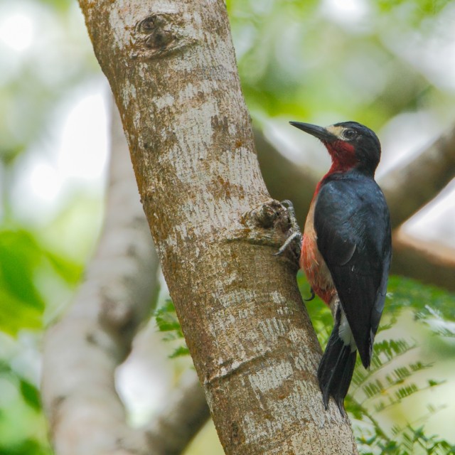 Puerto Rican Woodpecker