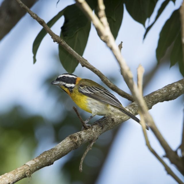 Puerto Rican Spindalis