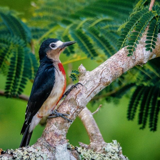 Puerto Rican Woodpecker