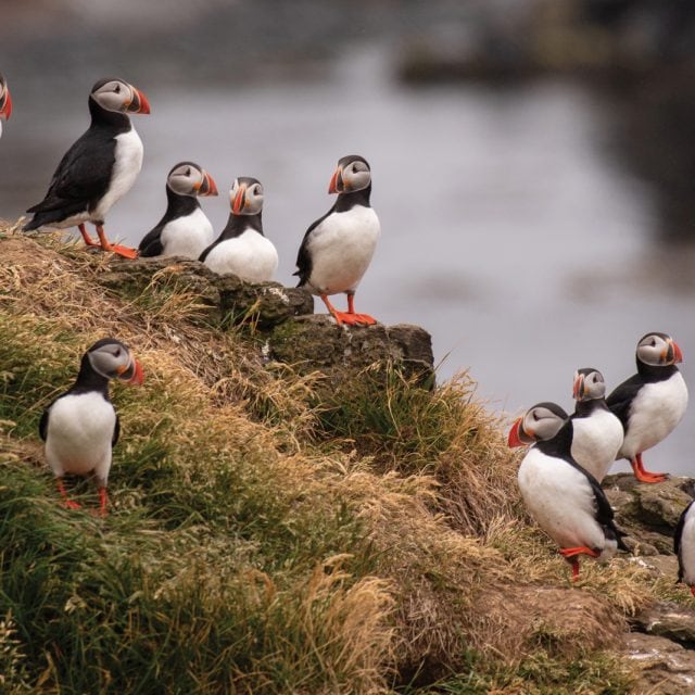 Puffins © Michelle Valberg