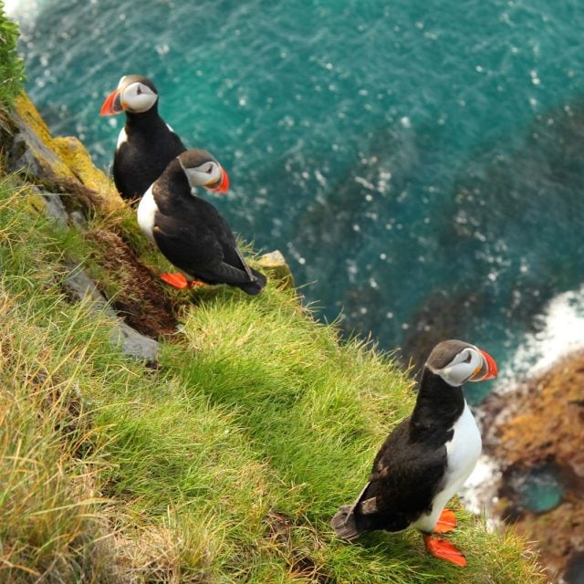 Puffins on cliff
