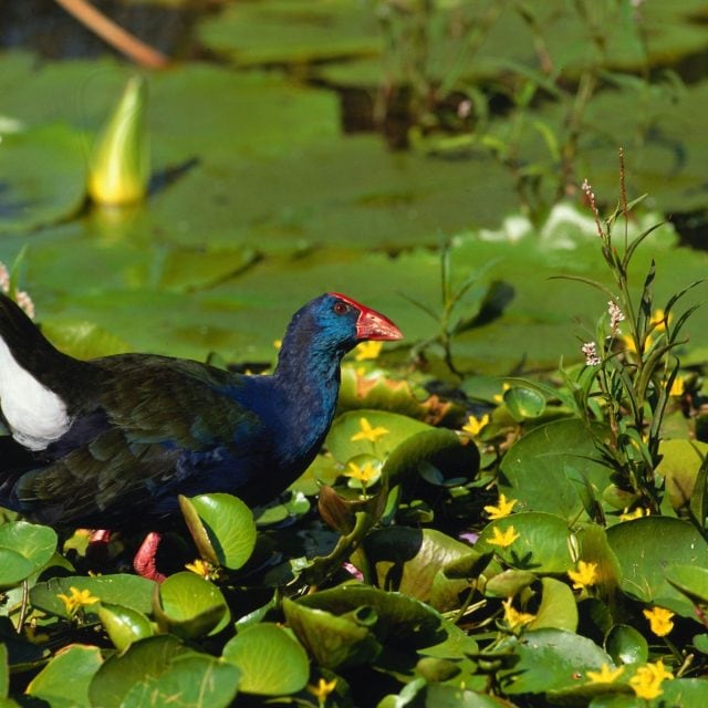 Purple Gallinule