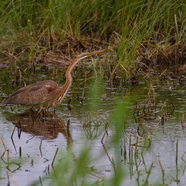 Purple Heron © Javi Elorriaga