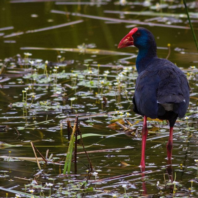 Purple Swamphen © Javi Elorriaga