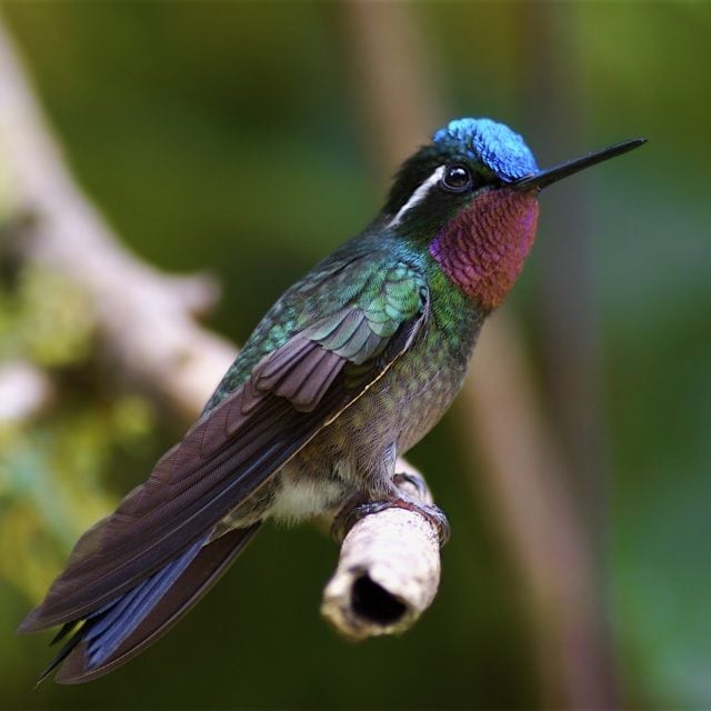Purple-throated Mountain Gem