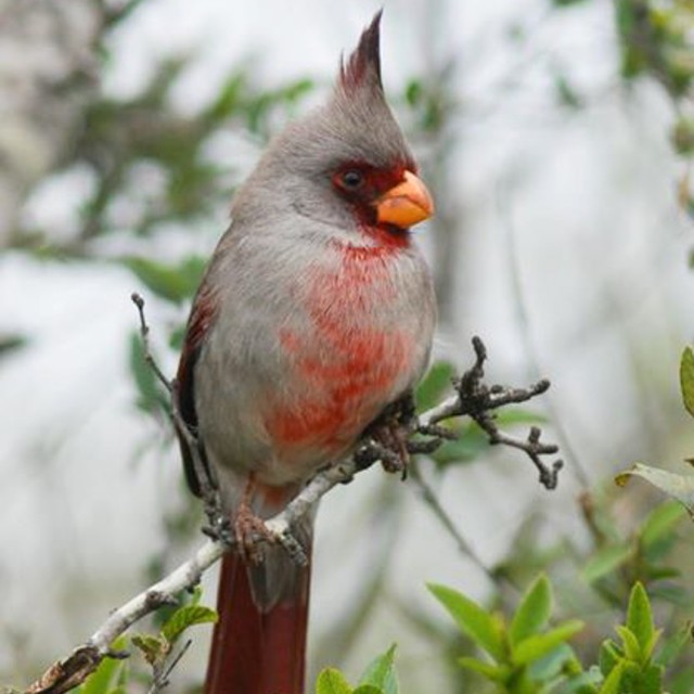 Pyrrhuloxia