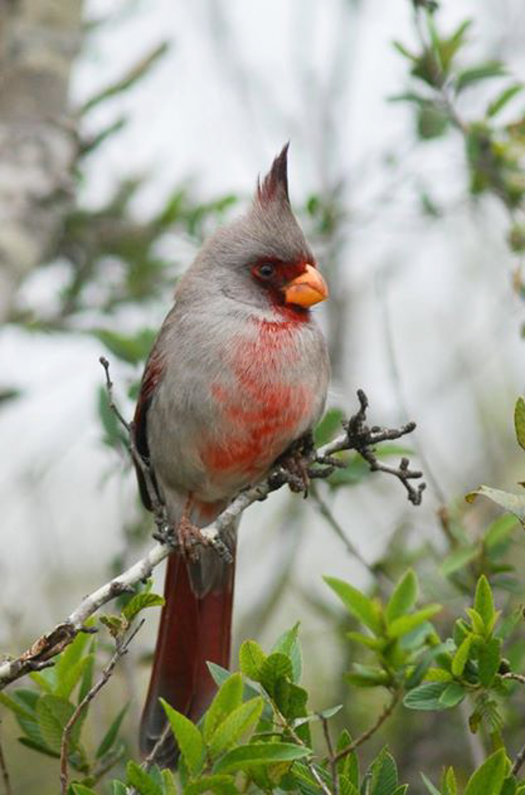 Pyrrhuloxia