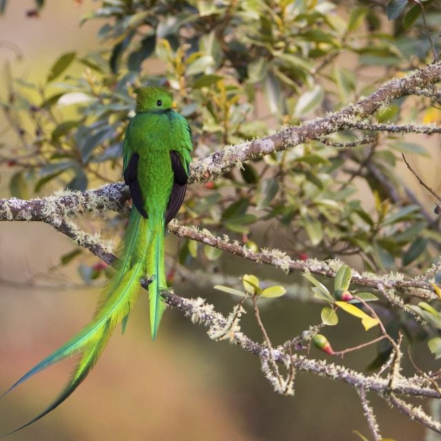 Quetzal
