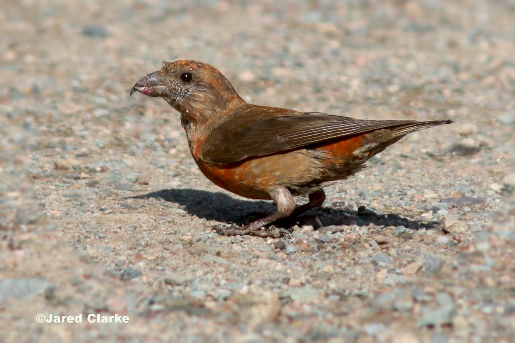 Red Crossbill