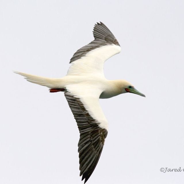 Red-footed Booby