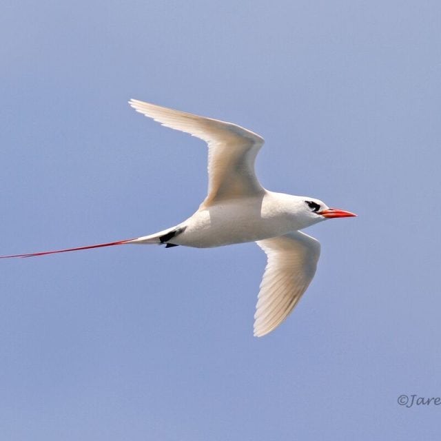 Red-tailed Tropicbird