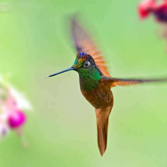 A Rainbow Starfrontlet hummingbird in a garden. The male hummingbird has a very colorful forehead