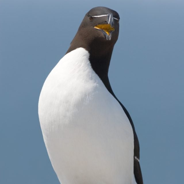 Razorbill