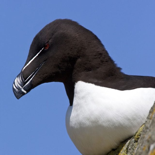 Razorbill