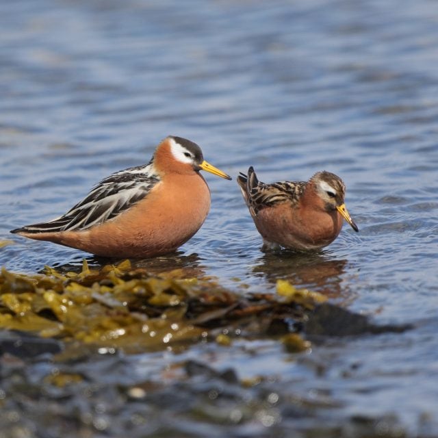 Red-Phalarope