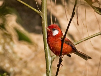 Central Mexico: Monarchs & Mexican endemics