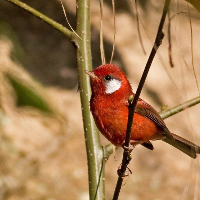 Red Warbler