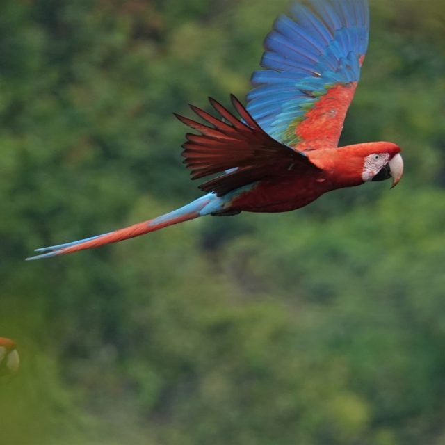 Red-and-green Macaw © Paul Prior