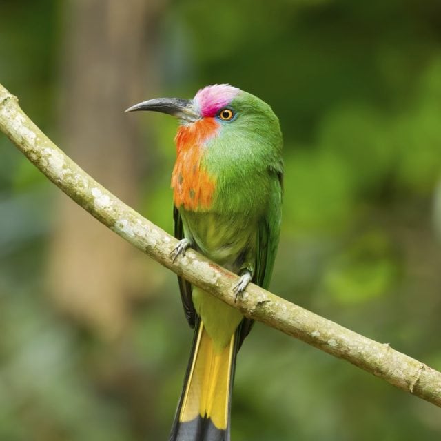 Red-bearded Bee-eater