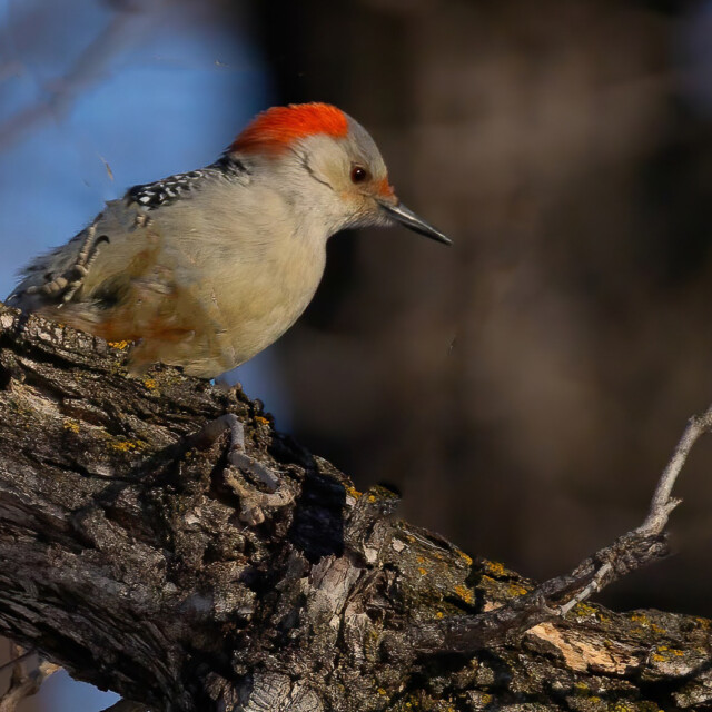 Red-bellied Woodpecker