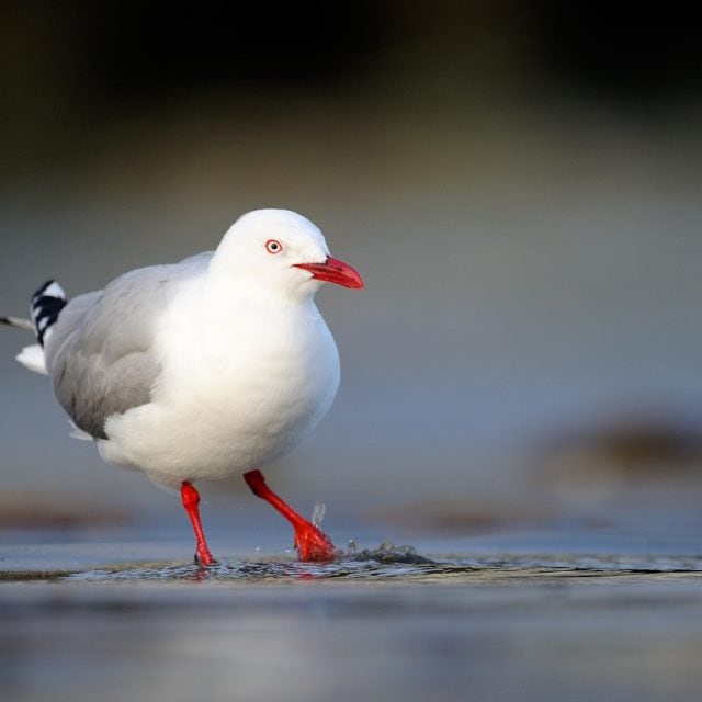 Red-billed Gull