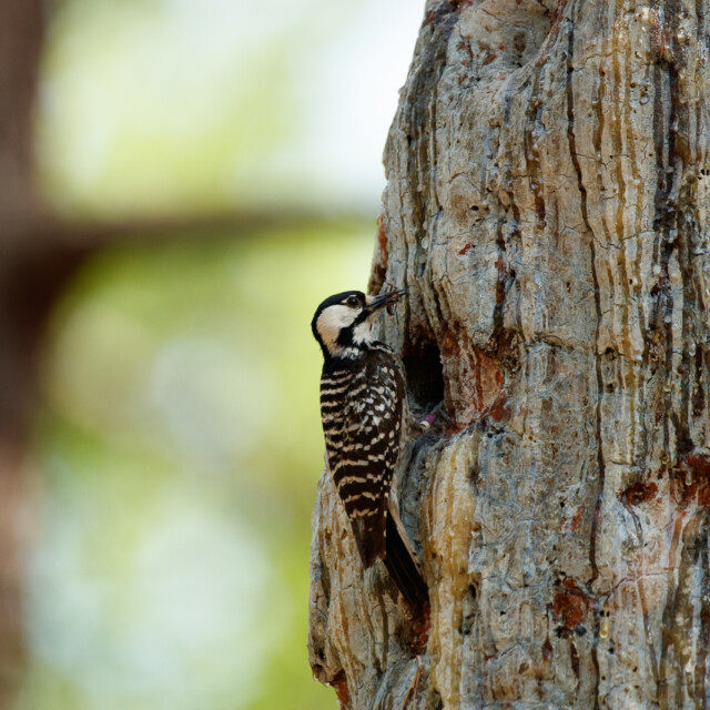 Red-cockaded Woodpecker
