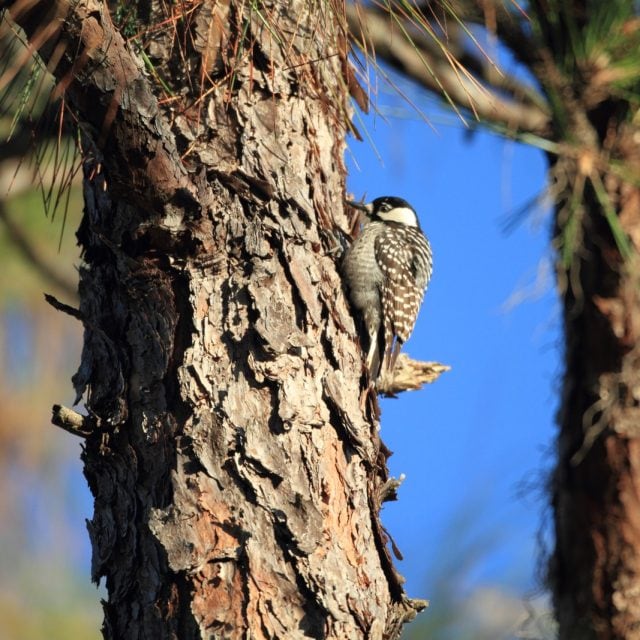 Red-cockaded Woodpecker