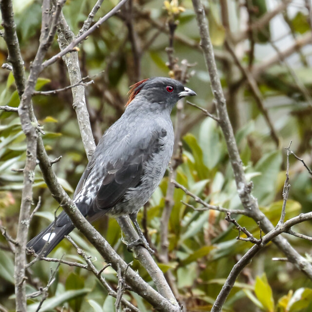 Red-crested Cotinga