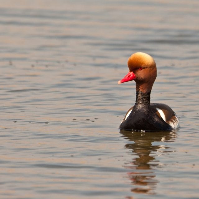 Red-crested Pochard