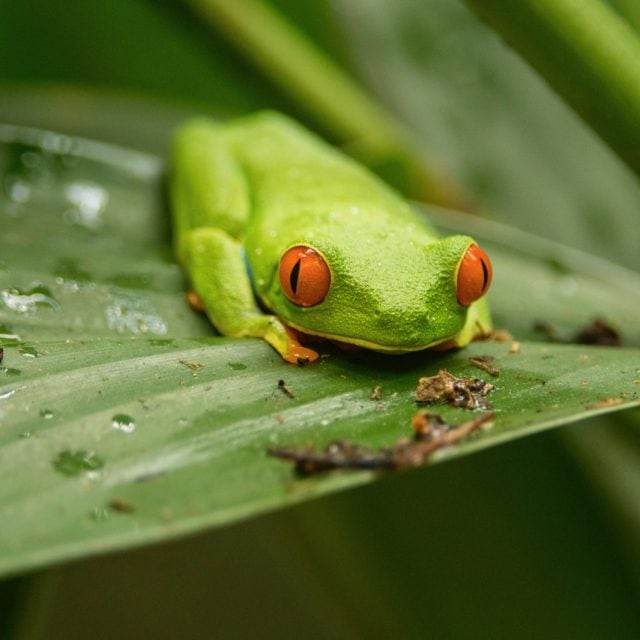 Red-eyed Tree Frog