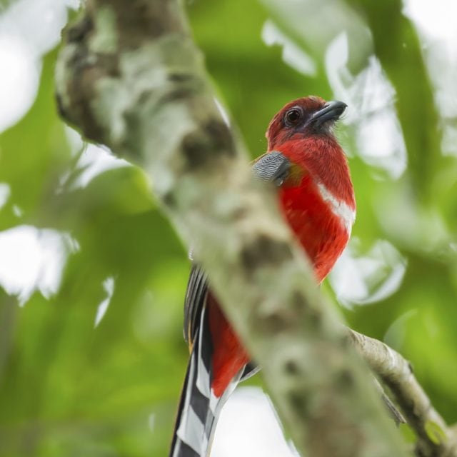 Red-headed Trogon