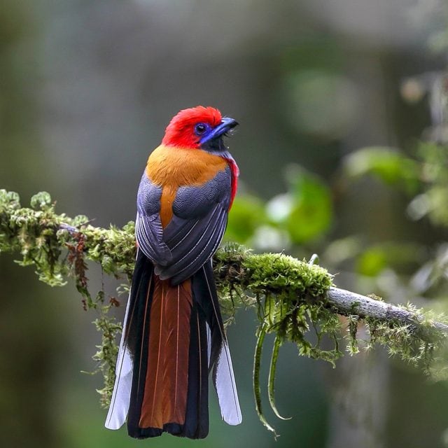 Red-headed Trogon