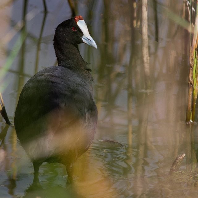 Red-Knobbed Coot © Javi Elorriaga