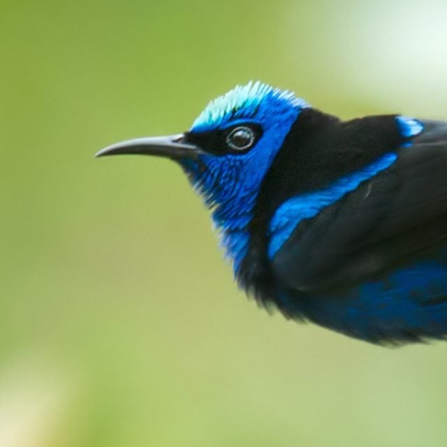 Red-legged-Honeycreeper