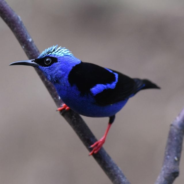 Red-legged Honeycreeper
