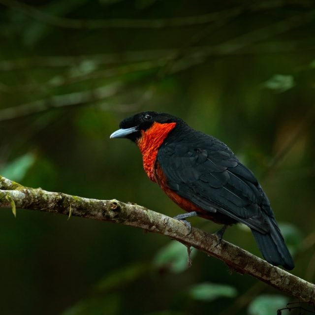 Red-ruffed Fruitcrow