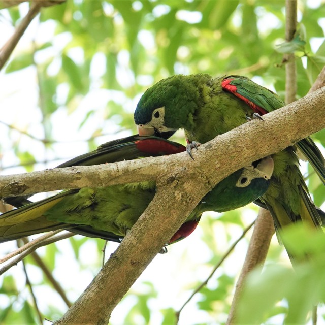 Red-shouldered Macaws, Brazil