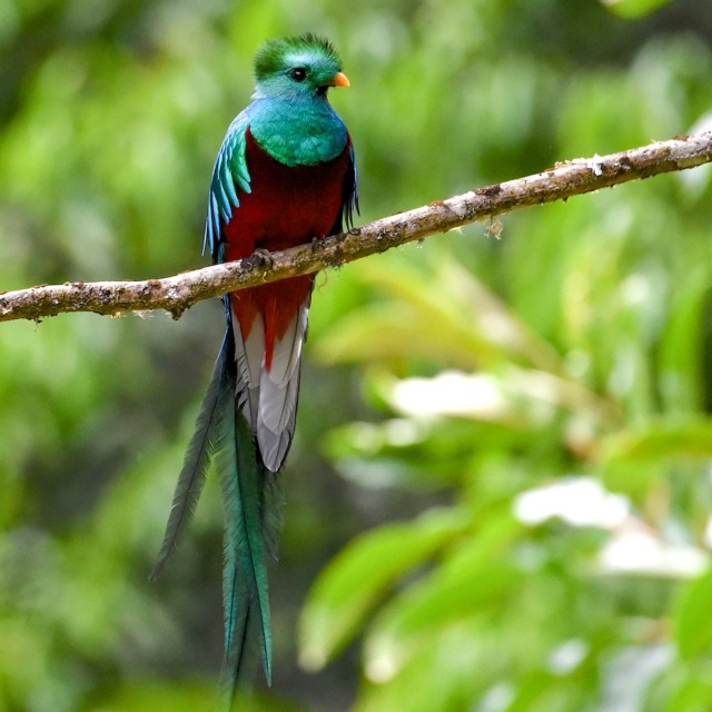 Explore Eagle-Eye Tours for Mexico & Central America