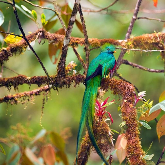 Resplendent Quetzal