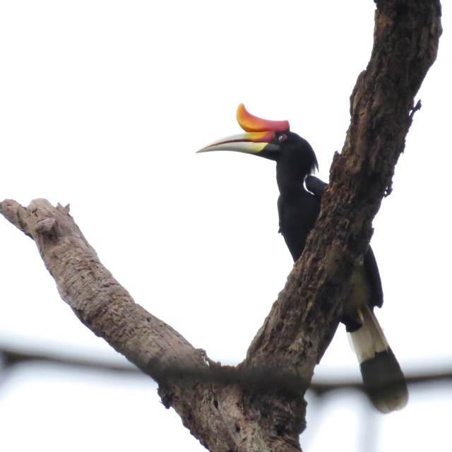 Rhinocerous Hornbill