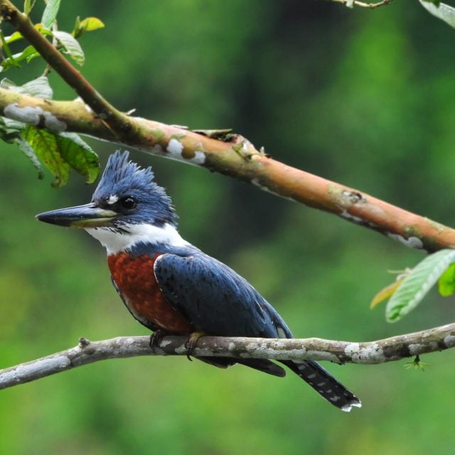 Ringed Kingfisher