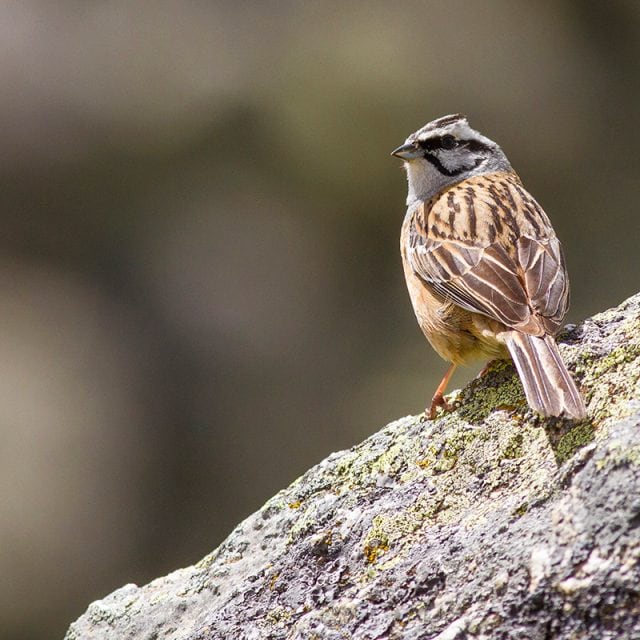 Rock Bunting © Javi Elorriaga