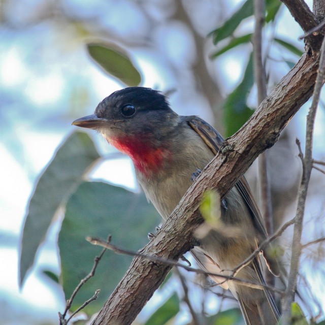 Rose-throated Becard