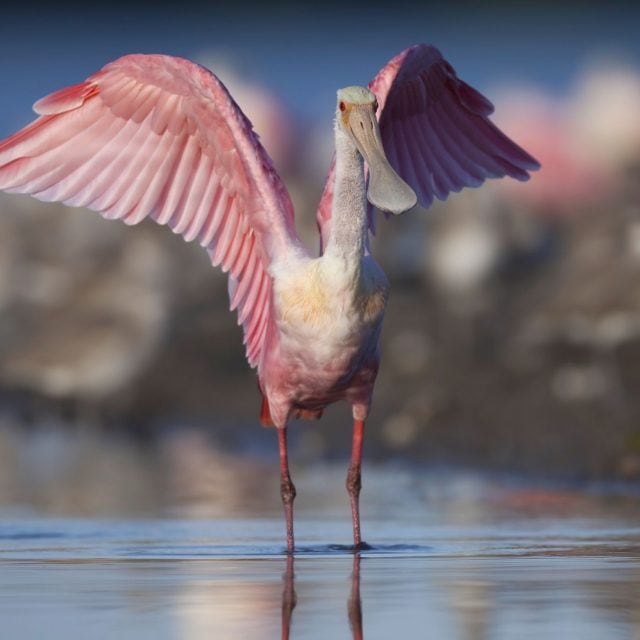 Roseate Spoonbill