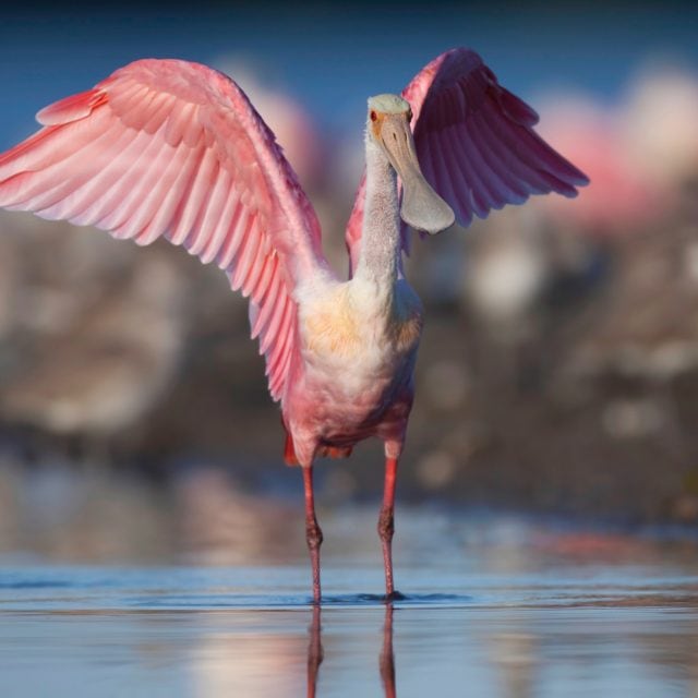 Roseate Spoonbill