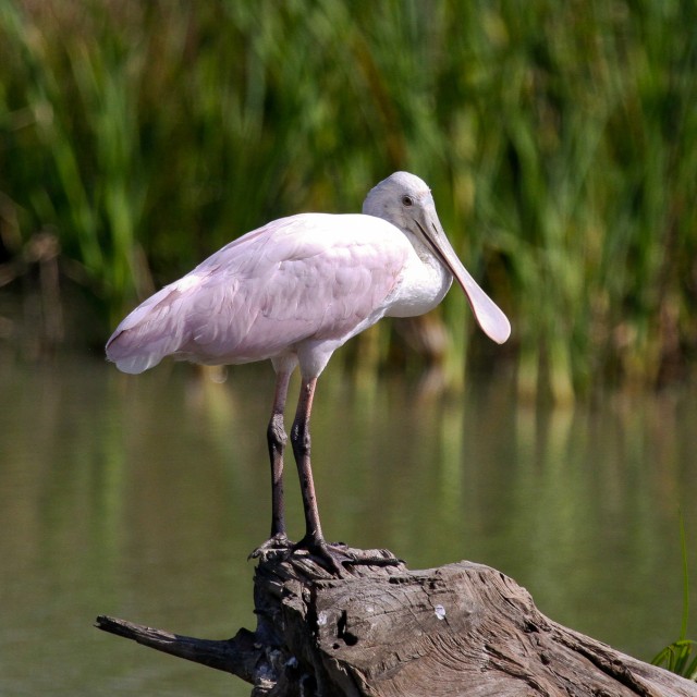 Roseate Spoonbill