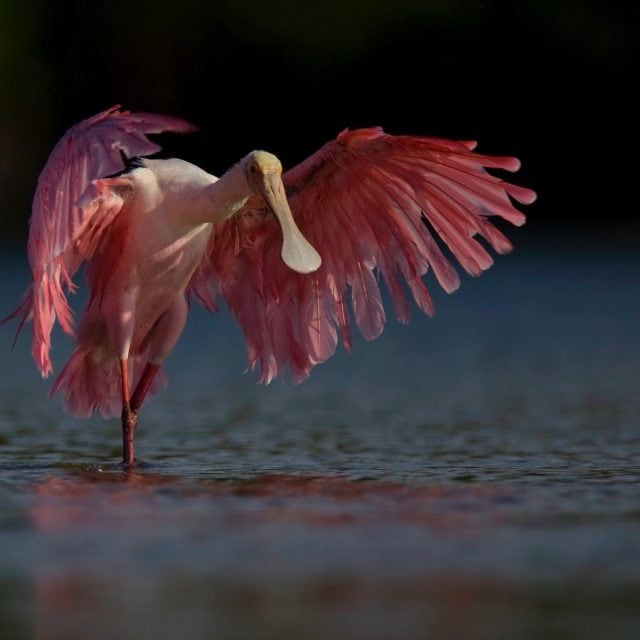 Roseate Spoonbill