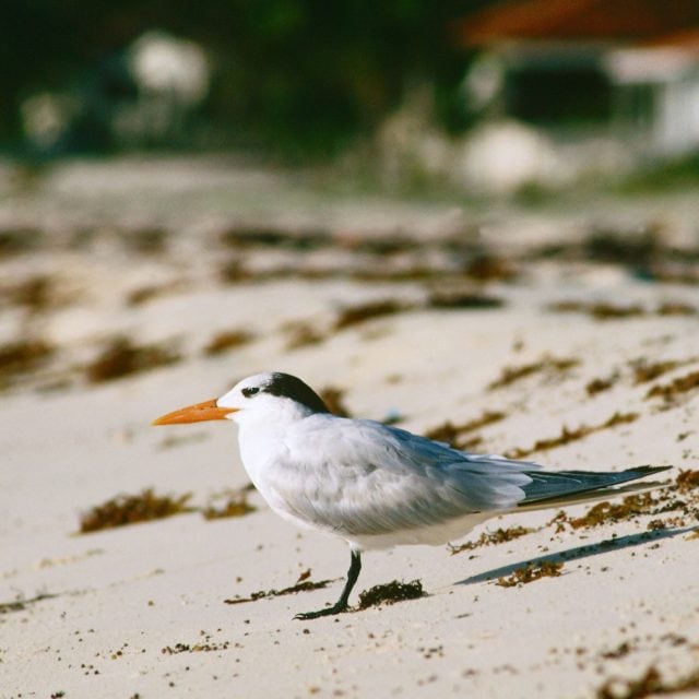 Royal Tern