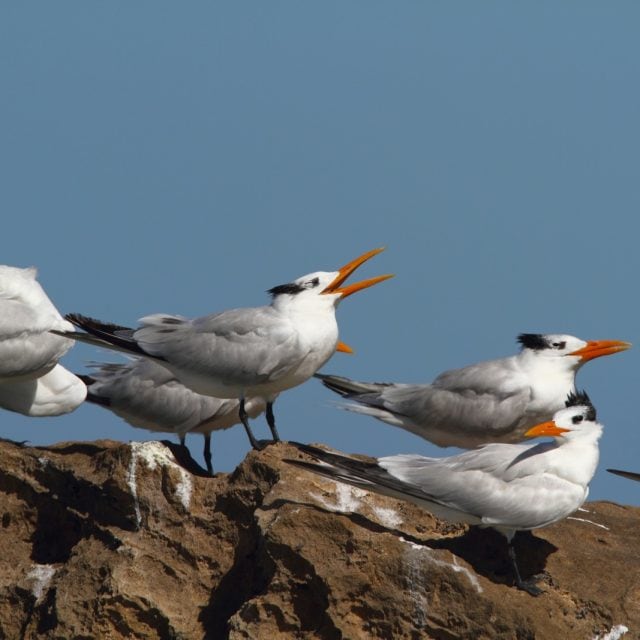 Royal Terns
