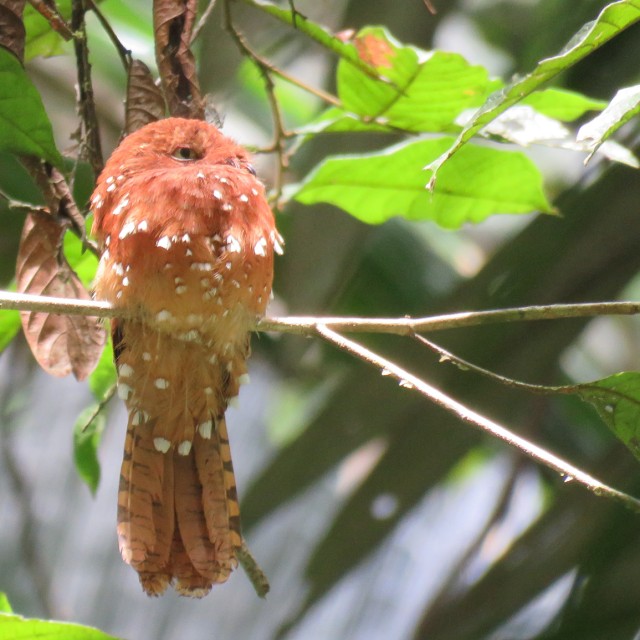 Rufous Potoo